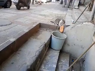 Ekmeğin içinden yılan çıkarsa şaka