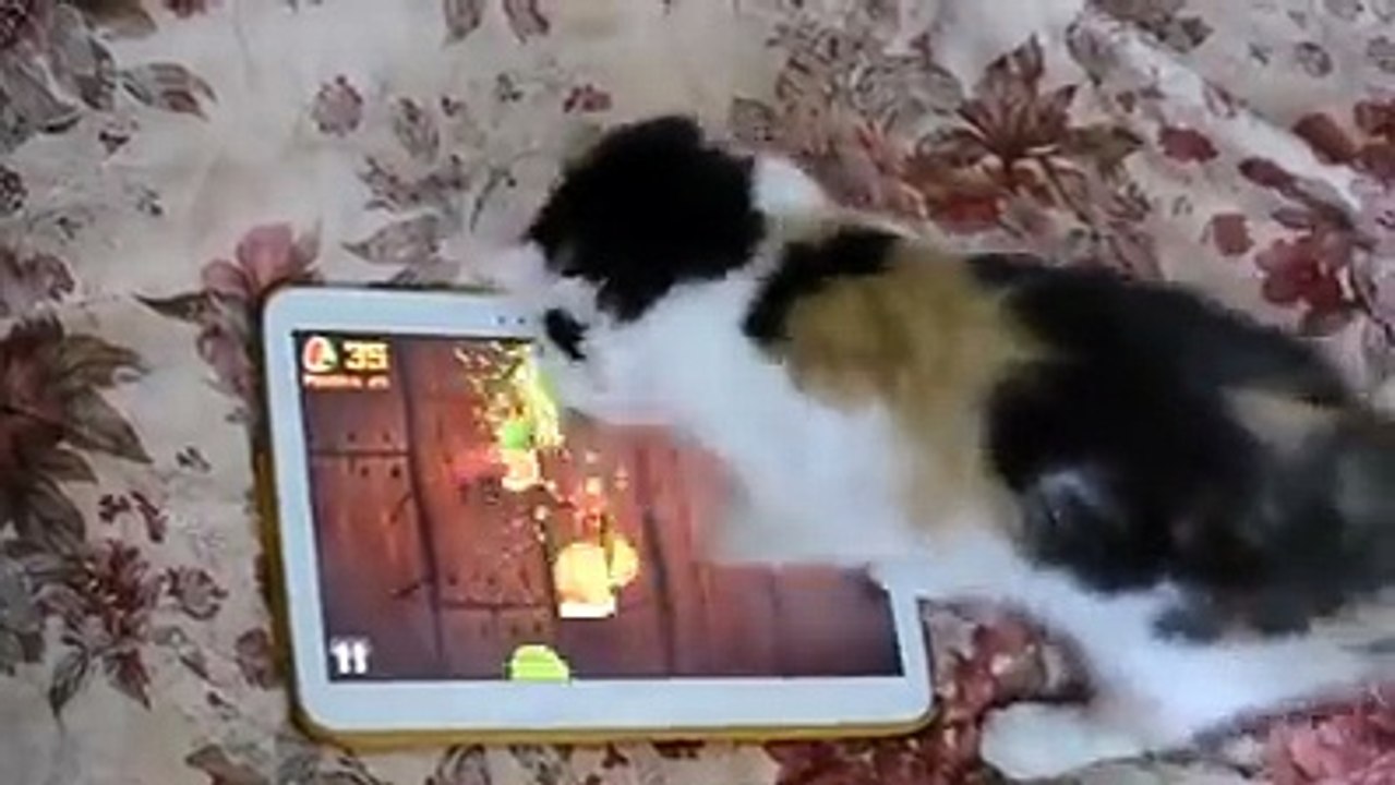 Cat plays Fruit Ninja