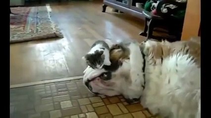 kucing lucu dan menggemaskan