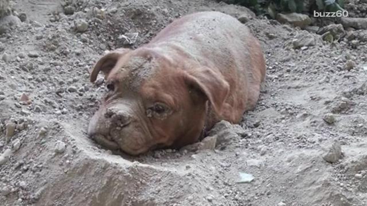 Dog found buried alive rescued and adopted