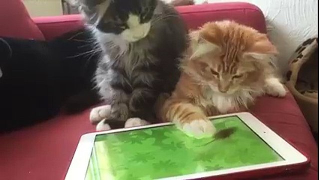 Two cats are trying to catch the tablet mouse