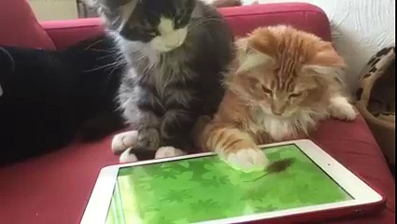 Two cats are trying to catch the tablet mouse