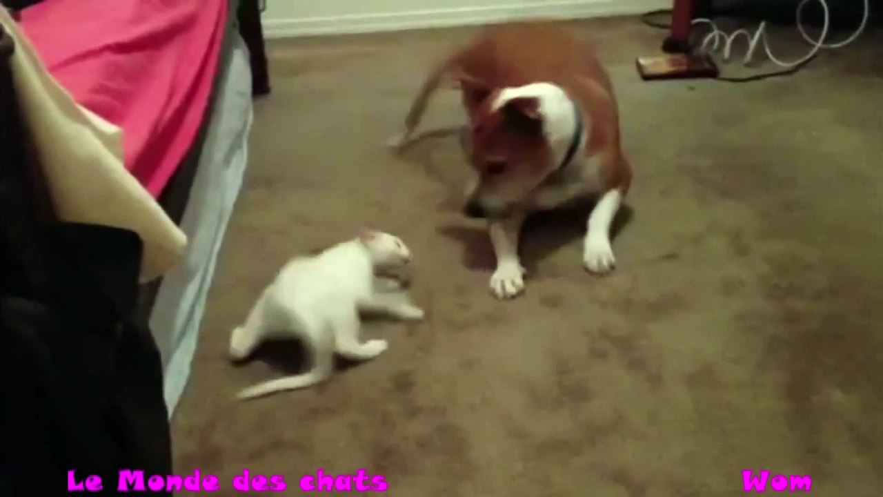 Chat vs Chien