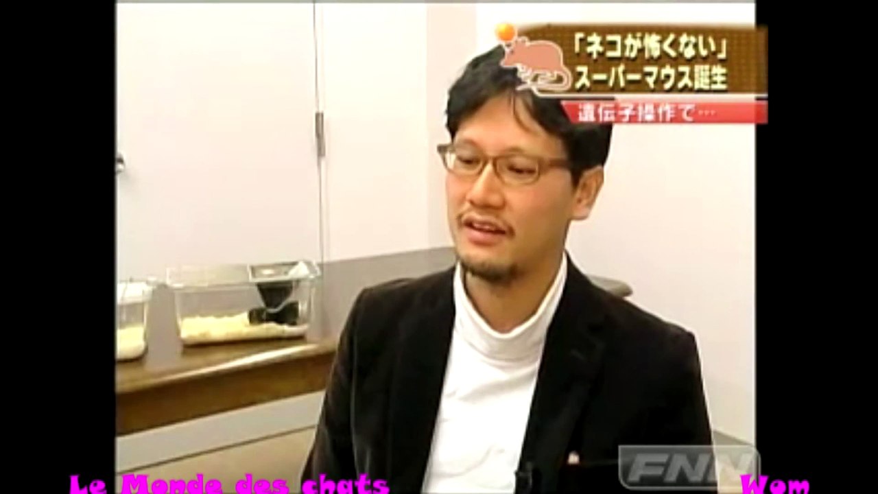 Amitié entre chat et souris