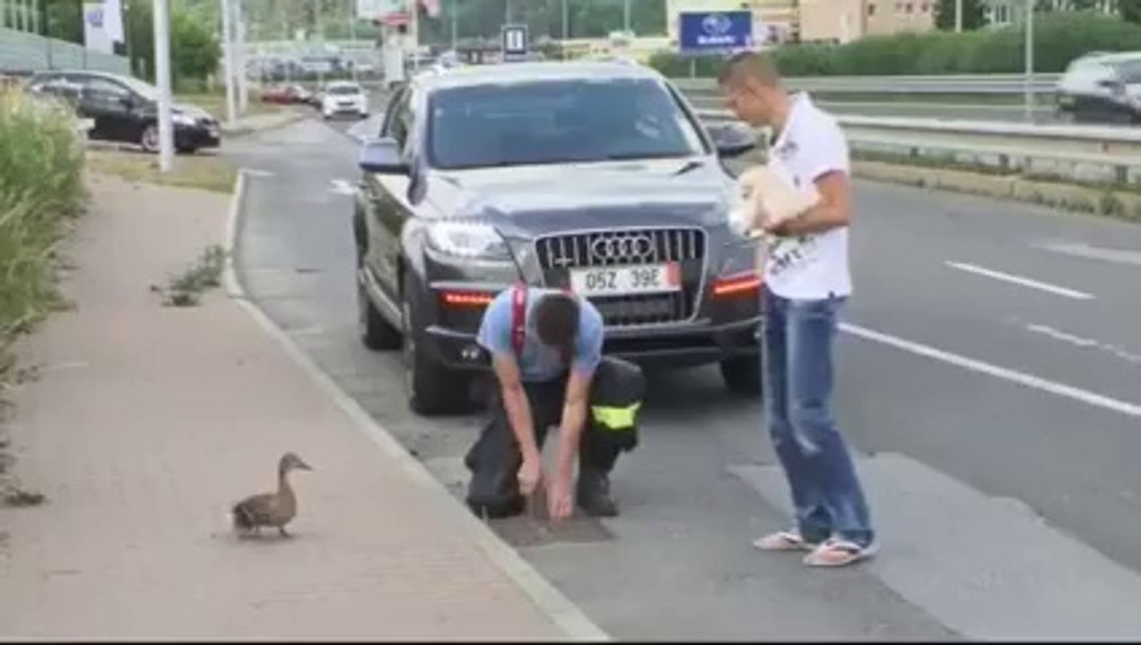 Show humanity for all living things