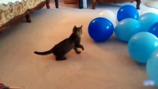 Коты и кошки лопают шарики.