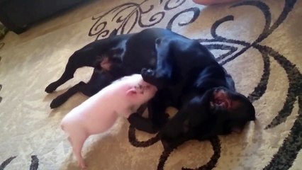 Mini pig delivers full body massage to dog