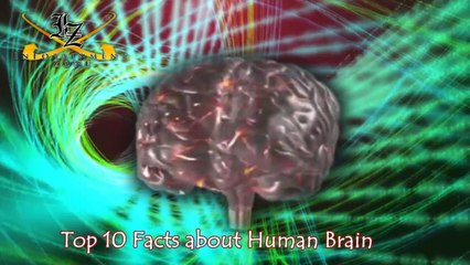 Top 10 Facts About Human Brain