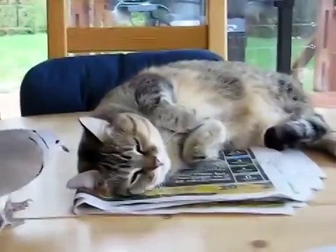 Голубь достает кота - так выглядит ангельское терпение))