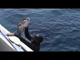 chasse sous marine b.a "gréce"