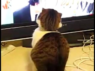 Драматичный кот)))