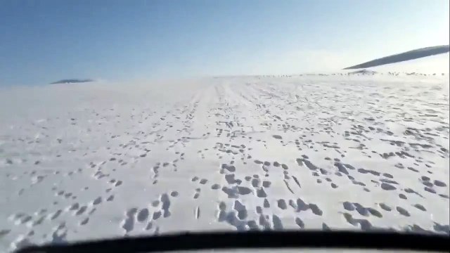 Зайцы бегут)))