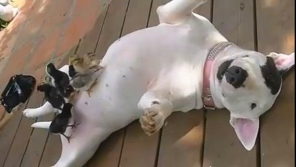 el papa de los pollitos