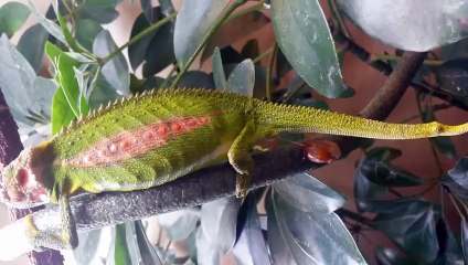 Live Birth - Bradypodion Pumilum   ( The Cape Dwarf Chameleon )