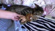 ぬいぐるみを抱きしめる猫（面白い＆可愛い子猫）The cat which hugs a doll and sleeps