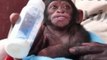 Baby Rescue Chimp Falls Asleep While Feeding