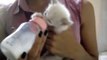 Cute kitten moves her ears while drinks milk!!!-5ECKxrVkBro
