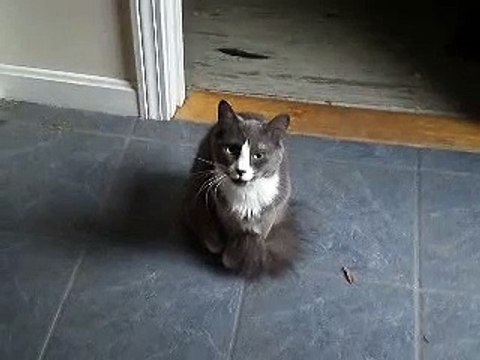 cat meows uncontrollably-ujLt4GqMdF8