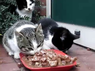 Feral Kittens-sFVw79ZqCgo