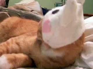 Kitty helmet!-tBgxYNcHnZU