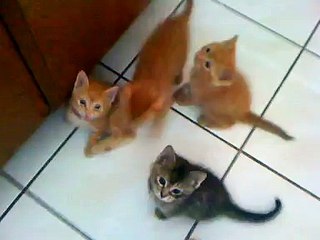 Hungry Kittens-EQtdb5-txEI