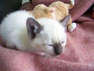 Kitten crying because she is so tired-rvudFqGBacQ