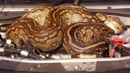 Flagrantes Selvagem: Ep. Animais de Peso