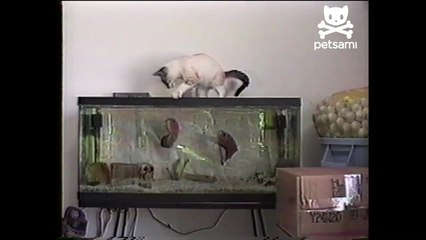 Curious cat gets attacked by fish-pi1aJkm_mmI