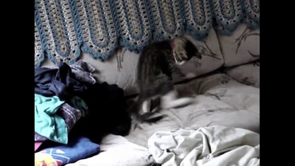 Just A Really Cute Kitten-2cs9tZAzoYc