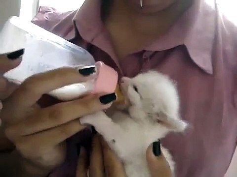 Cute kitten moves her ears while drinks milk!!!-5ECKxrVkBro