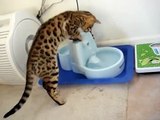 Bengal kitten playing water-n_N4UlgwWmw