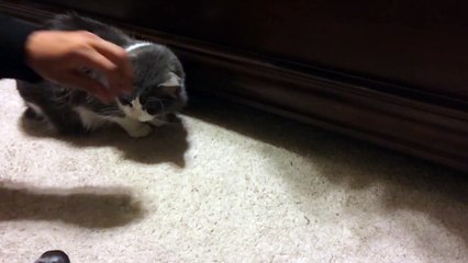 Cat Grabs Treats From Under the Bed-76WnvsxyBDY