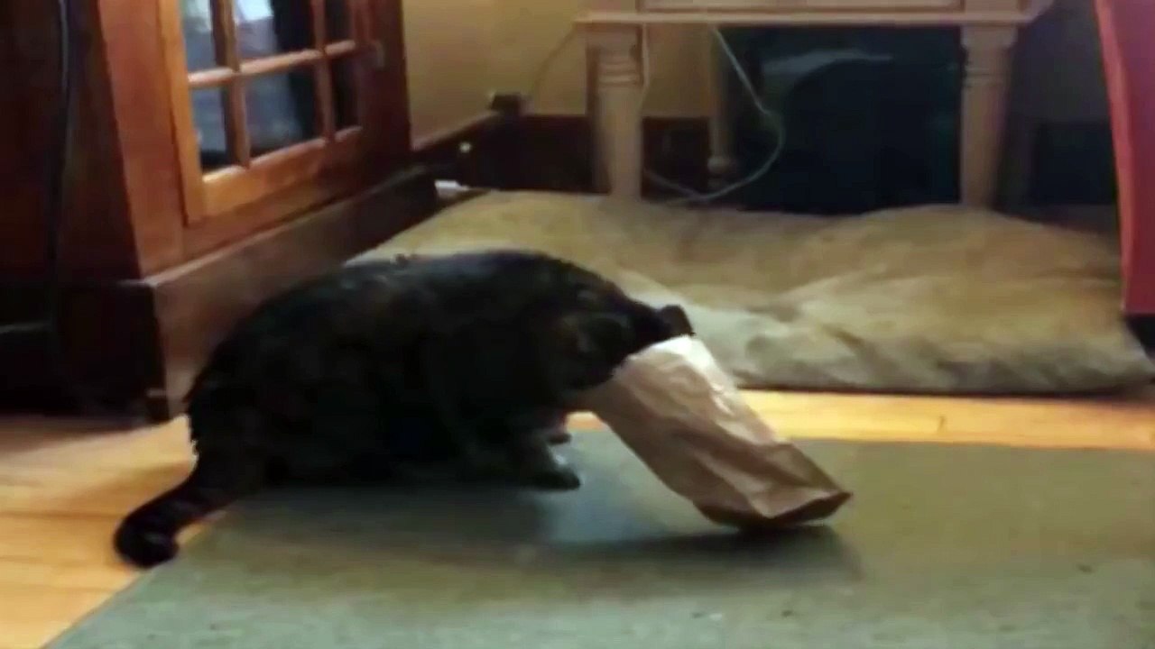 Cat Stuck In A Paper Bag-h-oor4wWXNQ