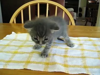 4 week old kitten learns how to walk!-P1UTWgRFfxg