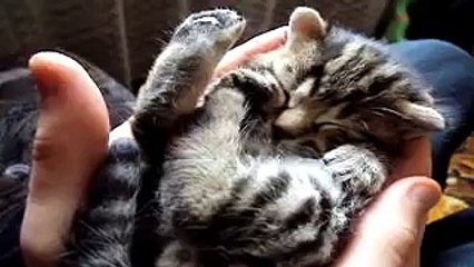 Cutest Dreaming Kitten - -u4VoQ77iG1I