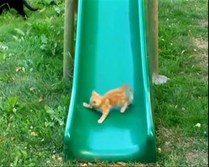 KITTEN ON A SLIDE, WHO NEEDS A TREADMILL 2nd GENERATION!!!!!-MeCs2s7Oezc