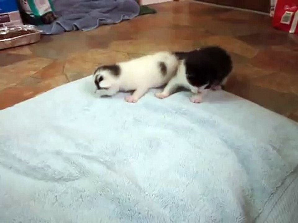 Kittens Saved From the Feral Cat Colony-Tw4aLPuIH0g