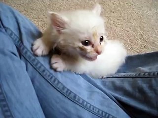 Abandoned Kitten I found-46rTdbocwv0