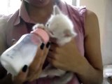 Cute kitten moves her ears while drinks milk!!!-5ECKxrVkBro