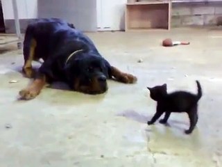 Brave Kitten Stands Up to Dog-DNeaZz9Vt6Q