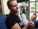 Ragdoll kitten give big hugs to my boyfriend (8 weeks old). (Part 1)-3FrP7qGHp0c
