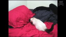 cat has cat-like reflexes-rGGP7fu2H0U