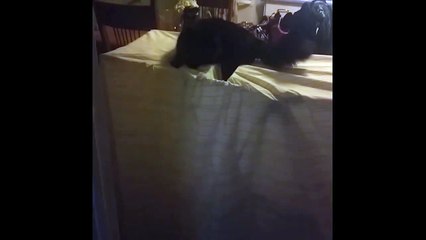 Cat Falls Through Sheet-NA-Ut1_bXo0