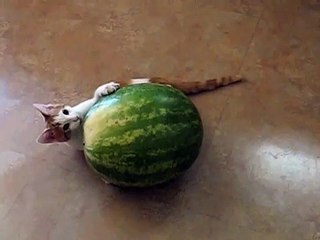 Kitten vs. Watermelon-0vmoZEaN_-o