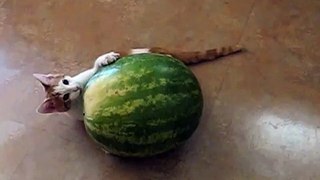 Kitten vs. Watermelon-0vmoZEaN_-o