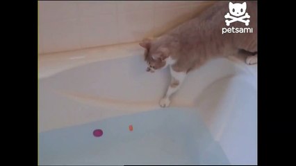 Curious cat clumsily slips into bathtub-SyHPrl1r5wU