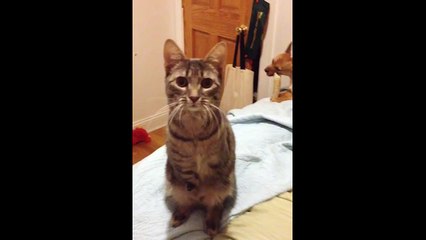 Rescued Cat With No Arms Waves Hello for the First Time--IpDohqyVyc