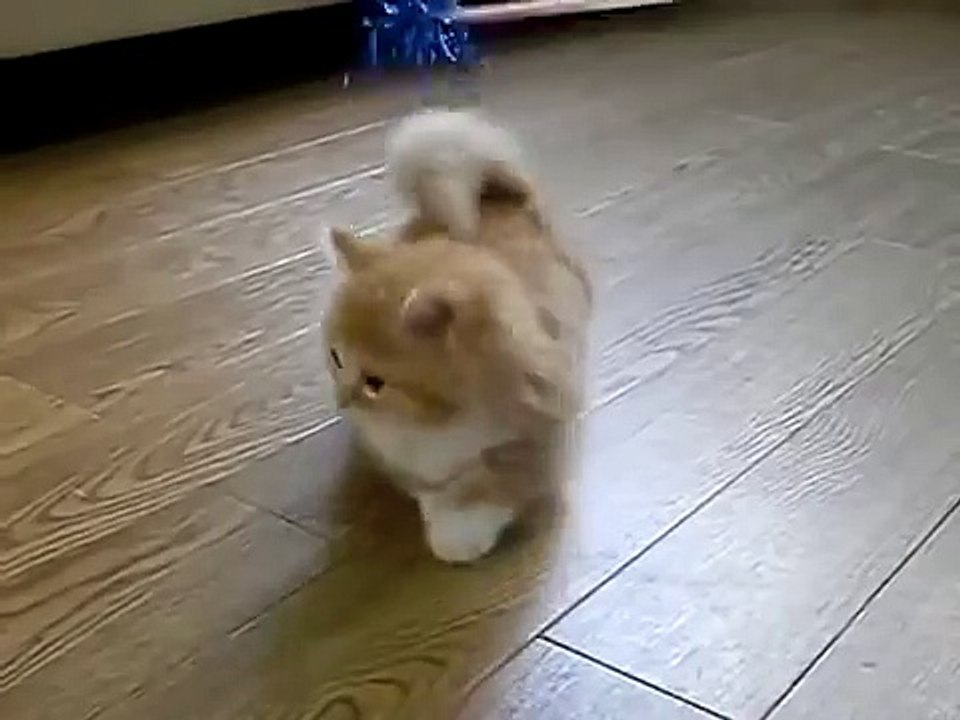 Fluffy Kitten Is Confused-HECa3bAFAYk