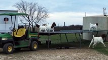 Goats Caught Jumping On Farmer's Trampoline