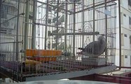 DODO My Lovely African Grey Parrot Says Jeyea Bhutto Jeyea Bhutto